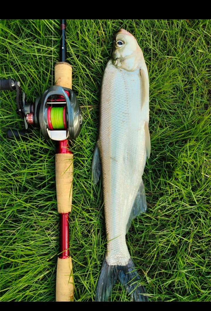 2023 new Ifishband clamber BFS reel 8